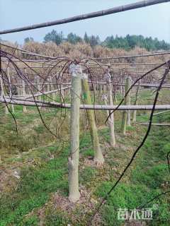 高度200厘米羽毛枫