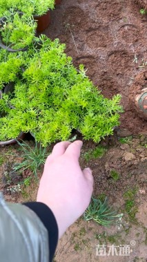 高度25厘米金叶佛甲草