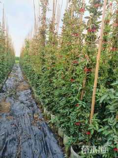 150厘米藤本月季