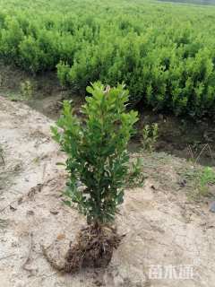 高度30厘米小叶黄杨