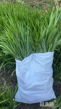 高度30厘米吉祥草