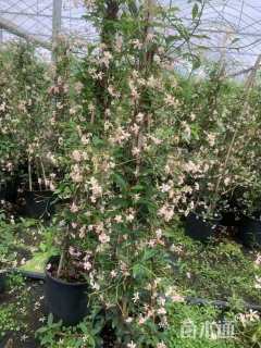 高度80厘米茉莉花