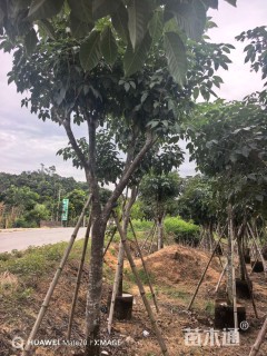 10公分紫花风铃木