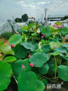 高度60厘米荷花