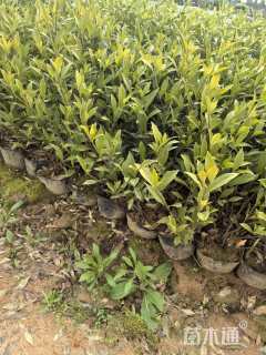 高度30厘米小叶栀子