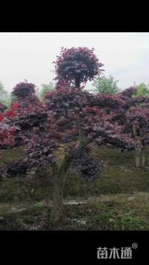 高度250厘米红花继木