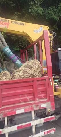 20公分红枫