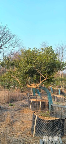 15公分红果冬青