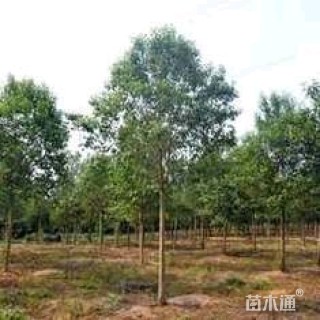 白玉兰