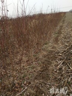 天山雪桃苗价格