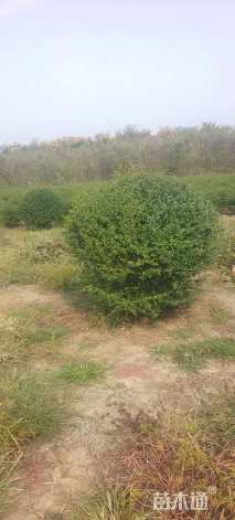 冠幅180厘米小叶女贞球