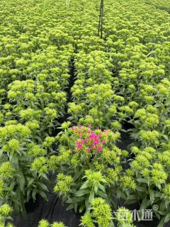 高度35厘米石竹