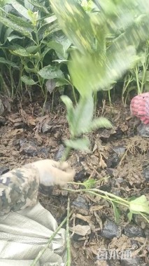 高度35厘米洒金桃叶珊瑚