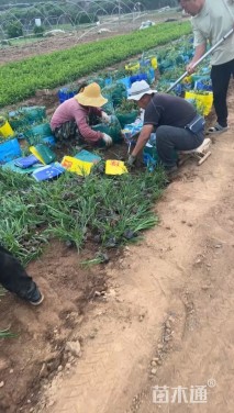 高度21厘米兰花三七草