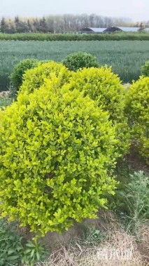 冠幅100厘米金叶女贞球