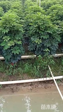 高度80厘米鹅掌柴