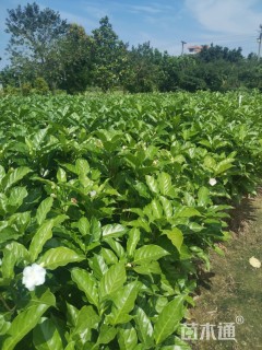 高度40厘米狗牙花