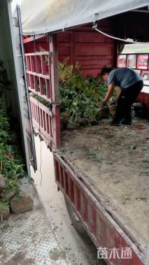 高度150厘米蔷薇