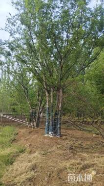 10公分(5杆)丛生朴树