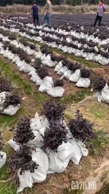 高度30厘米红花继木