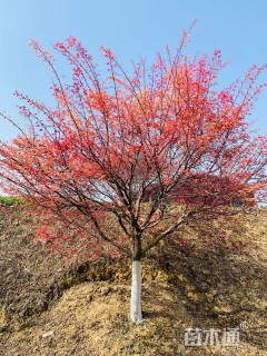 11公分日本红枫