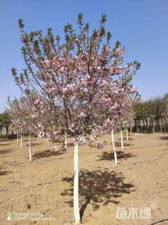 3公分八重红大岛