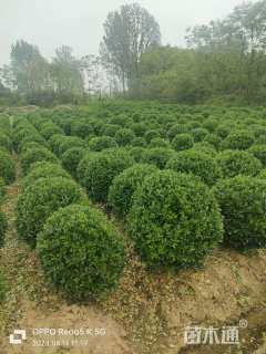 冠幅70厘米大叶黄杨球