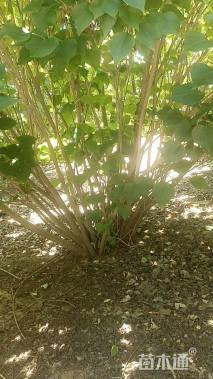 高度100厘米天目琼花