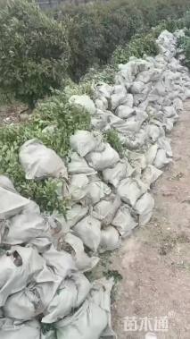 高度50厘米卫矛小苗