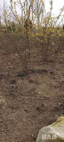 高度180厘米连翘