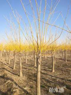 8公分矮接金枝槐