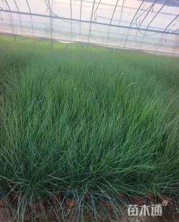 高度15厘米坡地毛冠草