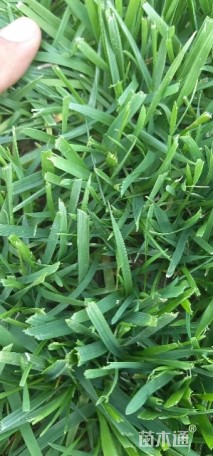 高羊茅