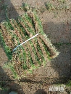 草卷状马尼拉草