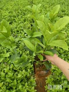 高度35厘米欧洲荚蒾