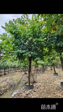 高度450厘米紫荆