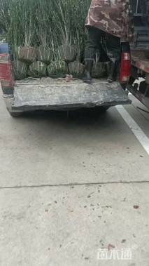 高度180厘米直立冬青