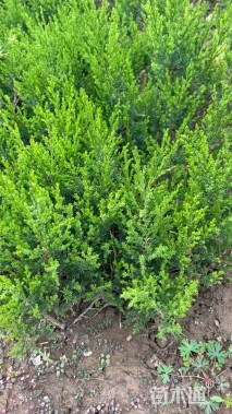 高度40厘米龙柏小苗