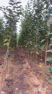 0.5公分染井吉野樱