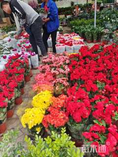 高度20厘米丽格海棠