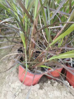 高度50厘米紫叶狼尾草