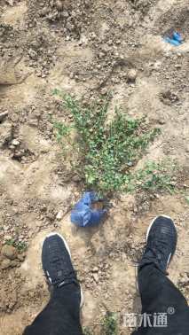 高度60厘米平枝栒子