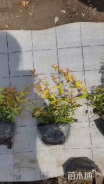 高度20厘米金叶大花六道木