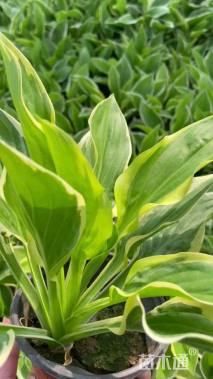 高度25厘米金边玉簪