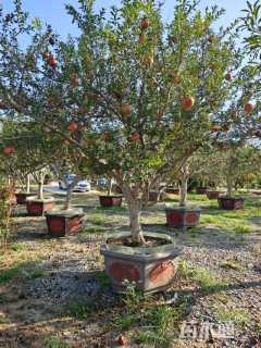 高度450厘米花石榴