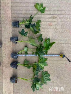 高度60厘米八角金盘