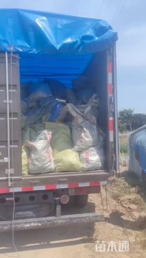 高度50厘米香根草