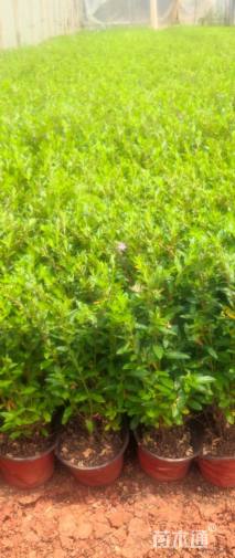 高度25厘米满天星