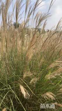 高度70厘米芒草