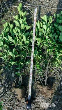 高度45厘米大叶黄杨